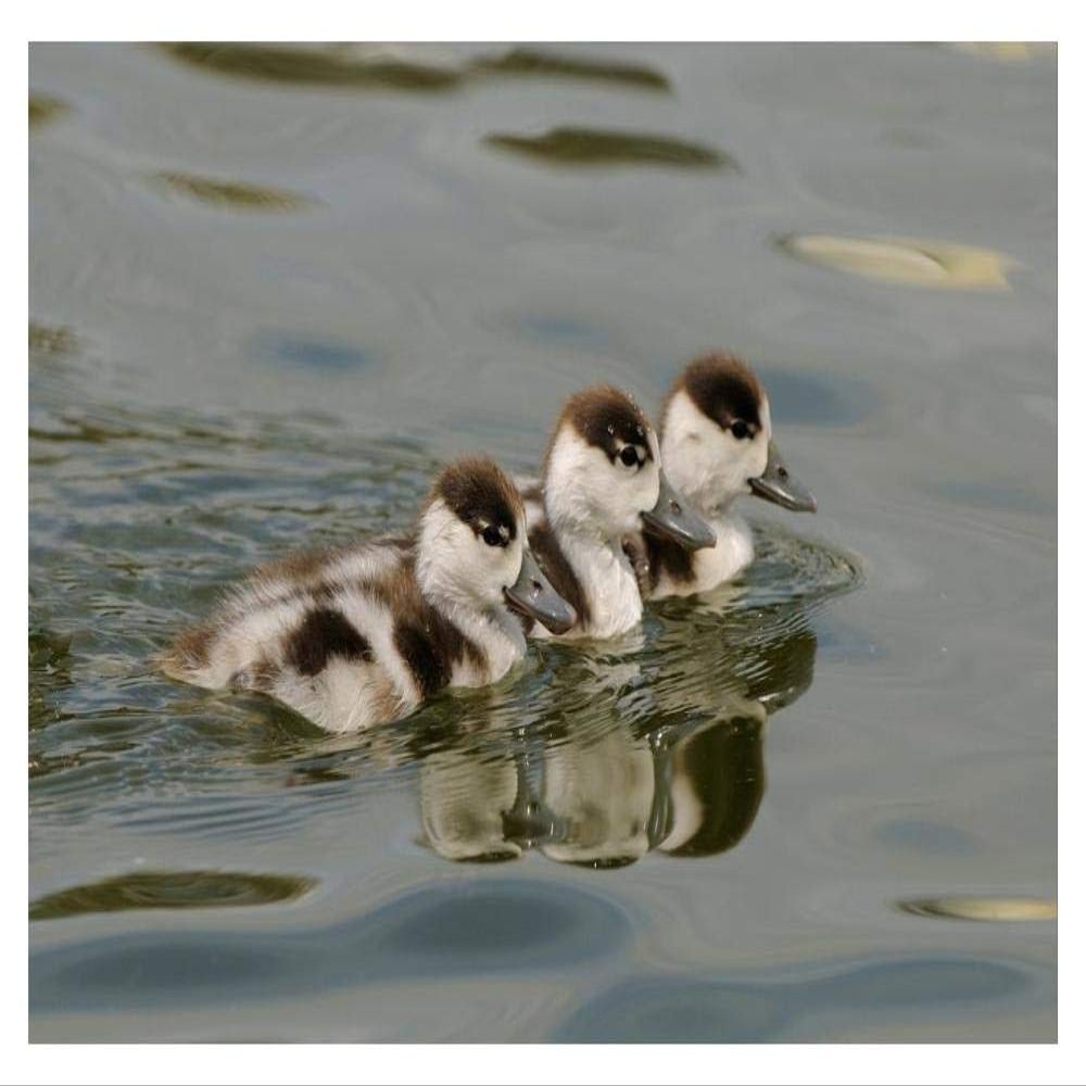 Common Shelduck Three Ducklings, Swimming Together, Slimbridge, Gloucestershire, England-Paper Art-20"x14"