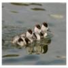 Common Shelduck Three Ducklings, Swimming Together, Slimbridge, Gloucestershire, England-Paper Art-20"x14" view 1