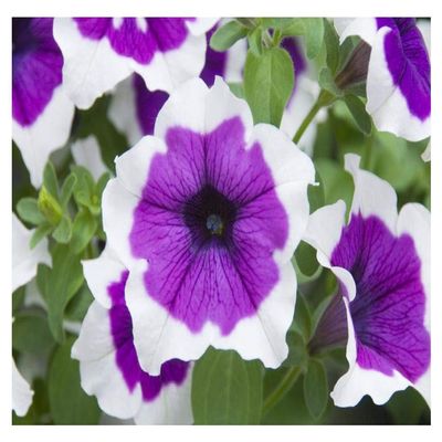 Global Gallery Petunia Cascadia Violet Skirt Variety Flowers-Paper Art-20"x14"