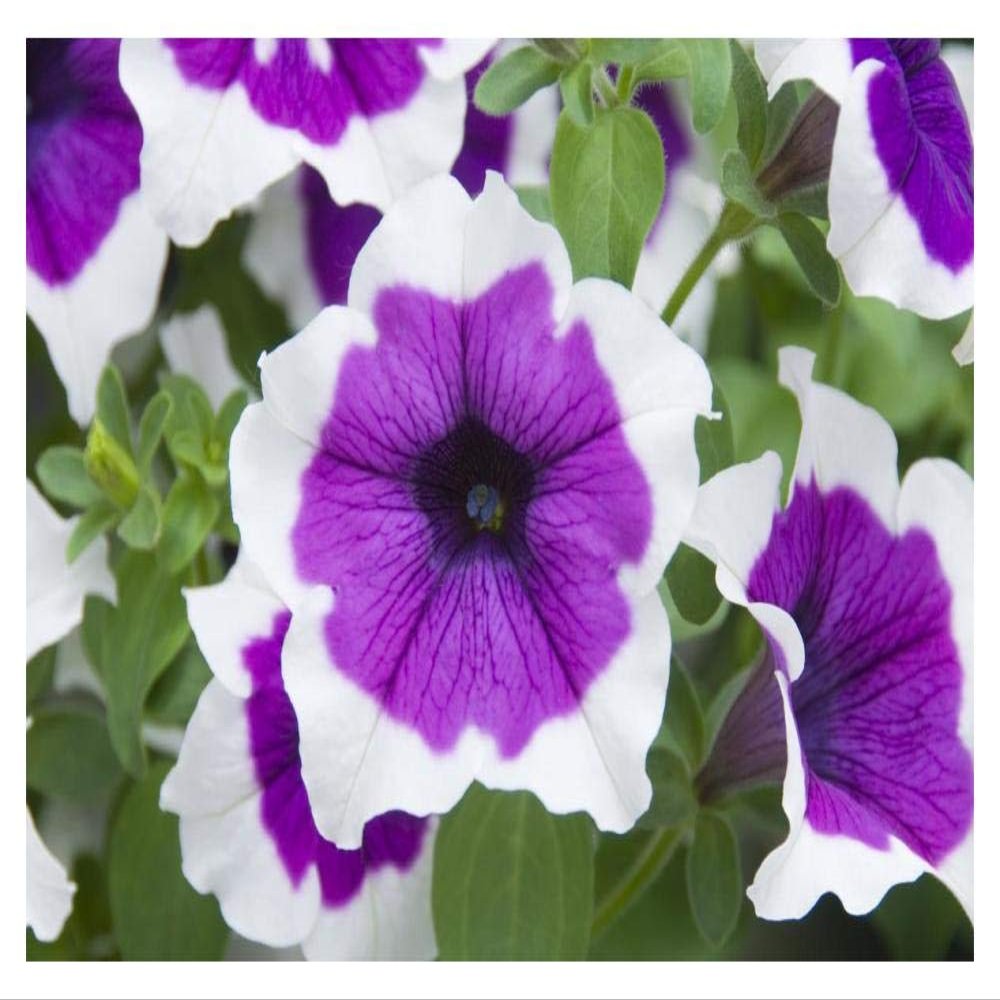 Global Gallery Petunia Cascadia Violet Skirt Variety Flowers-Paper Art-20"x14"