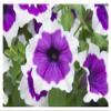 Global Gallery Petunia Cascadia Violet Skirt Variety Flowers-Paper Art-20"x14" view 1
