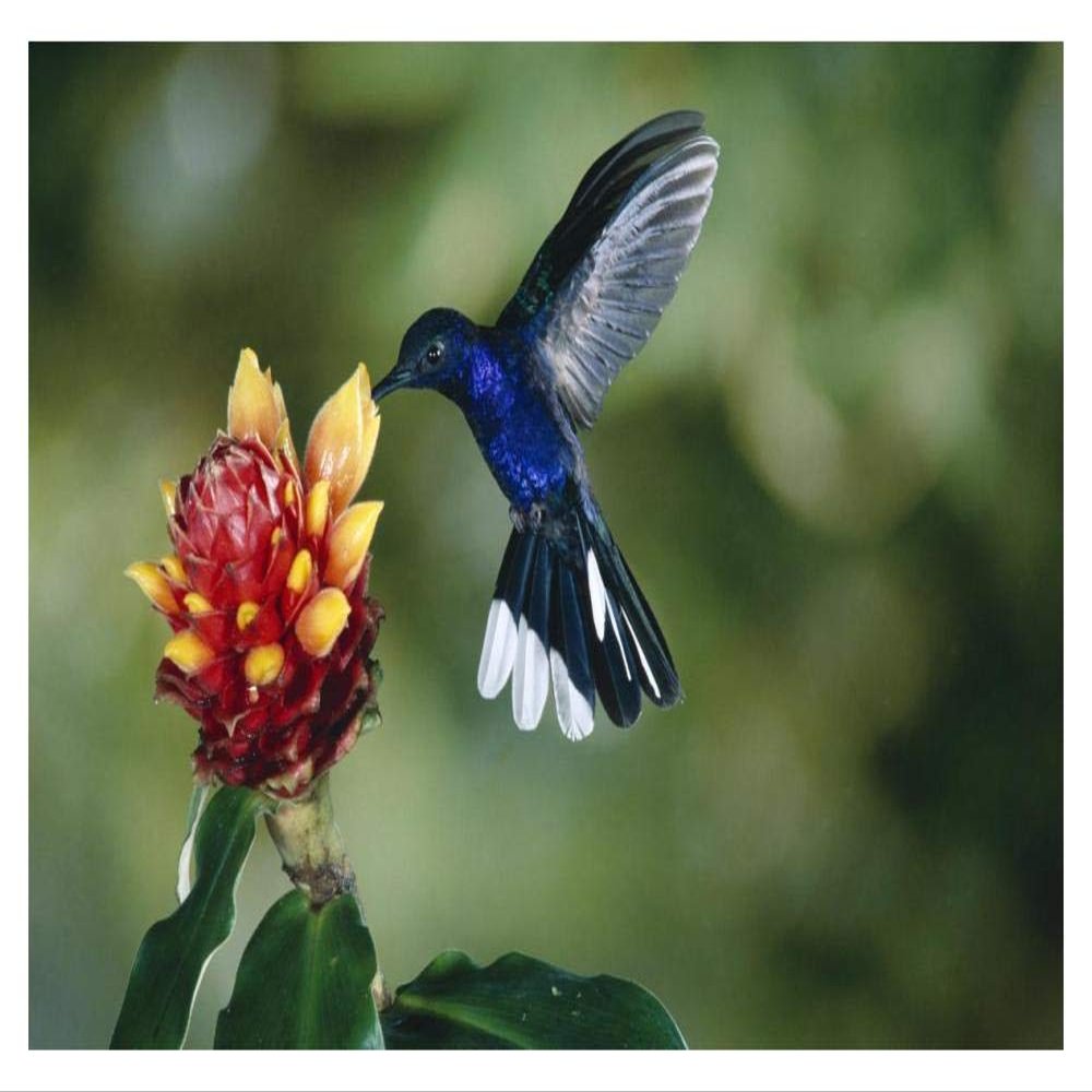 Global Gallery Violet Sabre-Wing Hummingbird, Feeding on and Pollinating Spiral Flag Ginger Flowers, Cloud Forest, Costa Rica-Paper Art-20"x14"