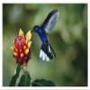 Global Gallery Violet Sabre-Wing Hummingbird, Feeding on and Pollinating Spiral Flag Ginger Flowers, Cloud Forest, Costa Rica-Paper Art-20"x14" view 1