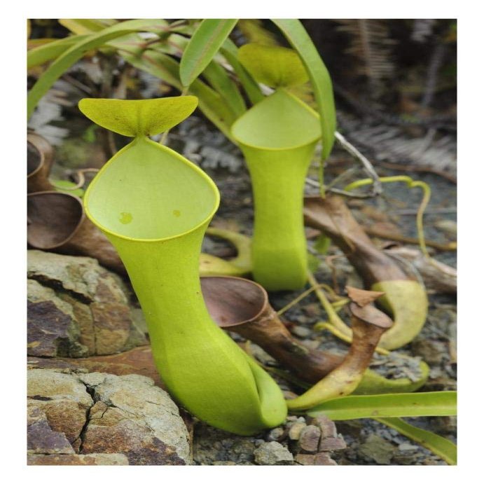 Global Gallery Reinwardt's Pitcher Plant Pitchers, Sarawak, Borneo, Malaysia-Paper Art-18"x26"