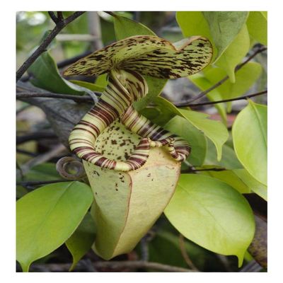 Global Gallery Pitcher Plant Pitcher, Brunei, Borneo, Indonesia-Paper Art-18"x26"