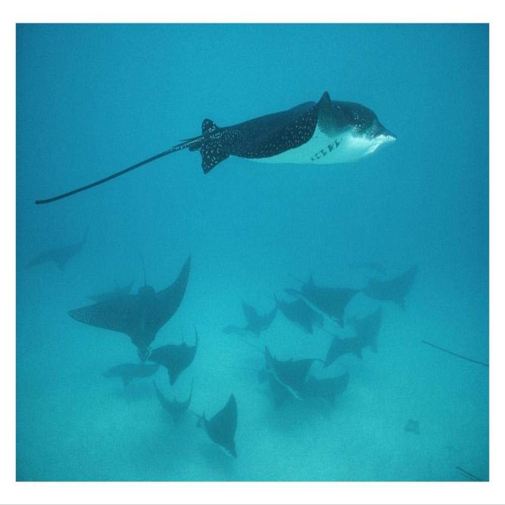 Global Gallery Spotted Eagle Ray Schooling in Protective Group, Galapagos Islands, Ecuador-Paper Art-32"x22"