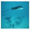 Global Gallery Spotted Eagle Ray Schooling in Protective Group, Galapagos Islands, Ecuador-Paper Art-32"x22" view 1