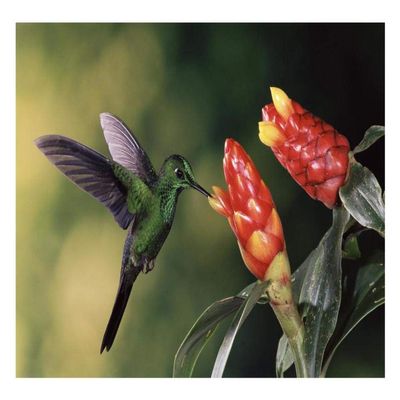 Global Gallery Green-Crowned Brilliant Hummingbird, Feeding and Pollinating Spiral Flag Ginger Flowers, Monteverde Cloud Forest Reserve, Costa Rica-Paper Art-26"x18"