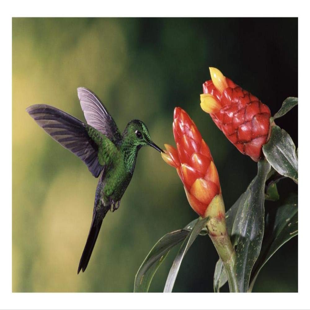 Global Gallery Green-Crowned Brilliant Hummingbird, Feeding and Pollinating Spiral Flag Ginger Flowers, Monteverde Cloud Forest Reserve, Costa Rica-Paper Art-26"x18"