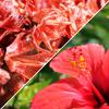 Dried Candied Hibiscus Flower by Its Delish, 3.3 lbs Bulk Bag | Edible Flowers for Cocktail Garnish Dehydrated Fruit | Vegan & Kosher view 4