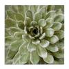 The Stupell Home Dcor Collection Green Painted Botanical Succulent Bloom Stretched Canvas Wall Art, Multi-Color view 1