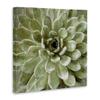 The Stupell Home Dcor Collection Green Painted Botanical Succulent Bloom Stretched Canvas Wall Art, Multi-Color view 3
