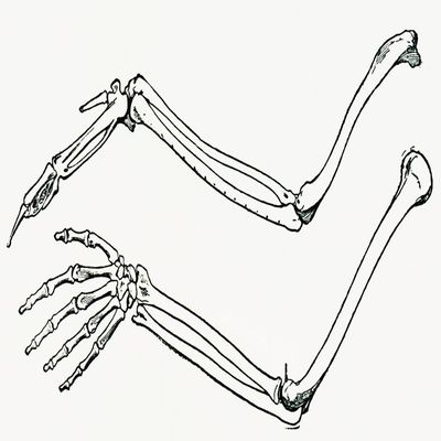 Posterazzi Skeleton Of A Bird's Wing And Of A Man's Arm And Hand Drawn To The Same Scale. From The Strand Magazine Published 1897. Poster Print, (21 x 11)