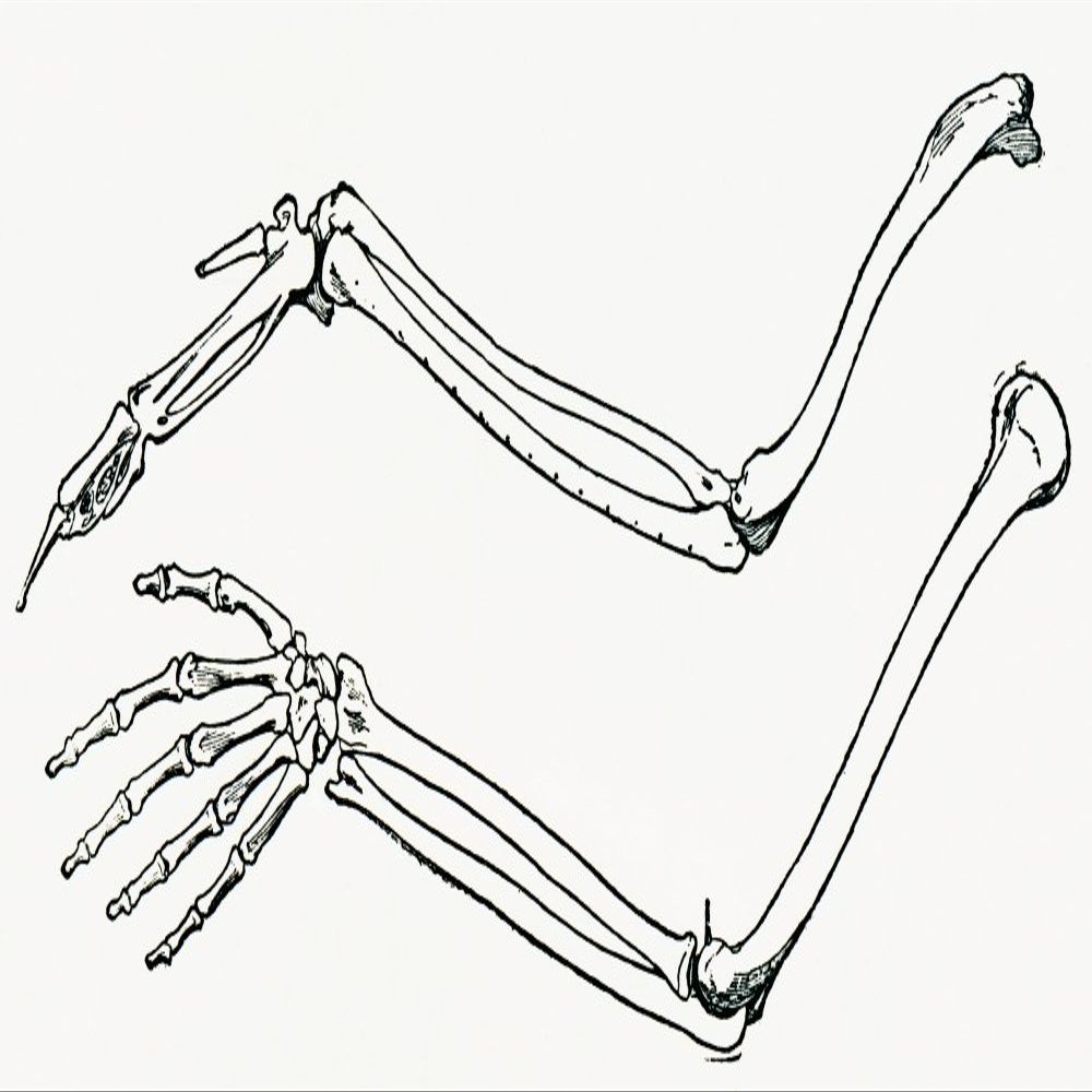 Posterazzi Skeleton Of A Bird's Wing And Of A Man's Arm And Hand Drawn To The Same Scale. From The Strand Magazine Published 1897. Poster Print, (21 x 11)