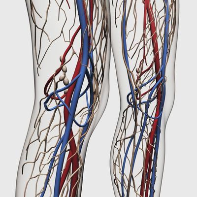 Posterazzi Medical illustration of arteries veins and lymphatic system in human legs Poster Print, (28 x 28)