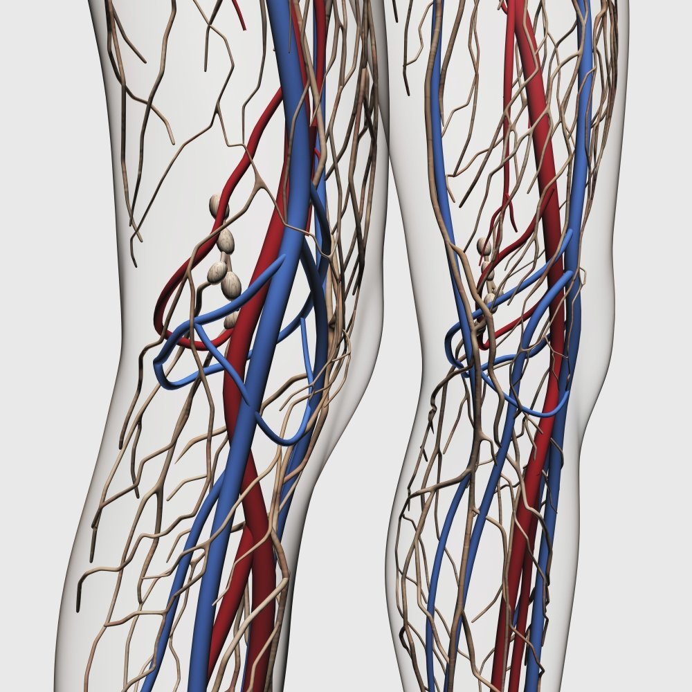 Posterazzi Medical illustration of arteries veins and lymphatic system in human legs Poster Print, (28 x 28)