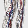 Posterazzi Medical illustration of arteries veins and lymphatic system in human legs Poster Print, (28 x 28) view 1