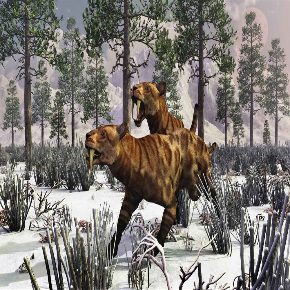Posterazzi A pair of Sabre-Toothed Tigers hunting in a snow covered Pleistocene winter landscape. Poster Print, (17 x 11)