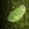 Posterazzi Poster Print Microscopic View Leishmaniasis and Dysentery are Examples of Diseases Involving Protozoa Often transmitted to Humans by The bite of a Parasite-Carrying Insect, 32 x 24 view 1