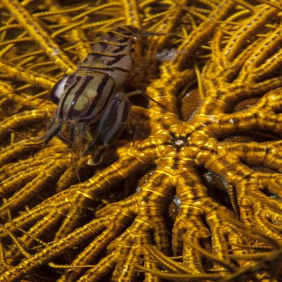 Posterazzi Striped snapping shrimp (Synalpheus striatus) on a yellow crinoid Bunaken National Park Sulawesi Indonesia Poster Print, (12 x 16)