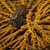 Posterazzi Striped snapping shrimp (Synalpheus striatus) on a yellow crinoid Bunaken National Park Sulawesi Indonesia Poster Print, (12 x 16) view 1