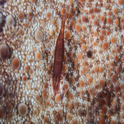 Posterazzi A tiny shrimp lives on a pin cushion sea star on a reef in Indonesia Poster Print, (34 x 22)