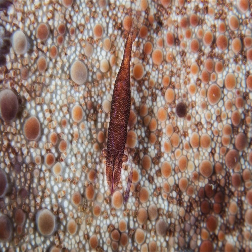 Posterazzi A tiny shrimp lives on a pin cushion sea star on a reef in Indonesia Poster Print, (34 x 22)