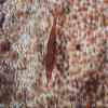 Posterazzi A tiny shrimp lives on a pin cushion sea star on a reef in Indonesia Poster Print, (34 x 22) view 1
