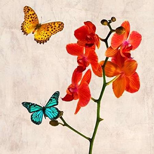 Posterazzi Orchids and Butterflies II Poster Print by Teo Rizzardi, (12 x 12)