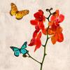 Posterazzi Orchids and Butterflies II Poster Print by Teo Rizzardi, (12 x 12) view 1