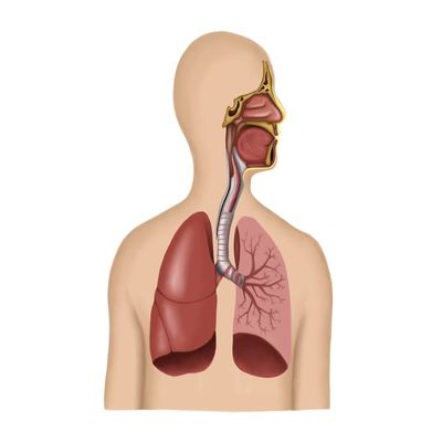 Posterazzi Anatomy of human respiratory system Poster Print, (31 x 25)