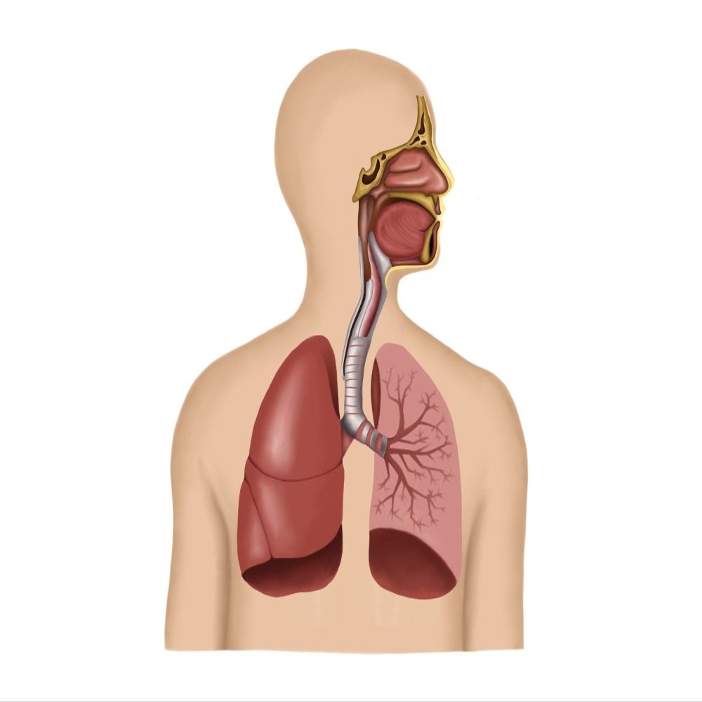 Posterazzi Anatomy of human respiratory system Poster Print, (31 x 25)