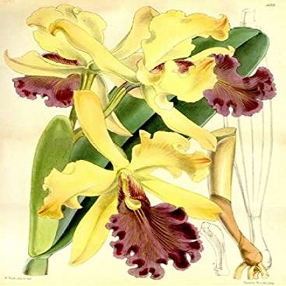 Posterazzi Orchid Cattleya Dowiana Poster Print by William Curtis, (10 x 12)