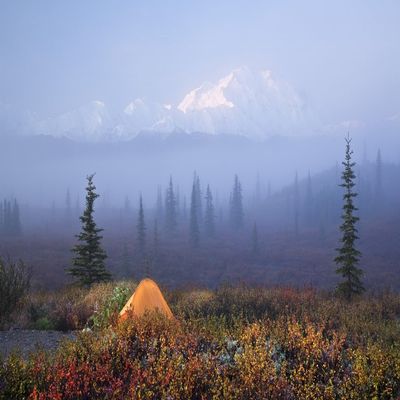 Posterazzi DPI2143747LARGE Poster Print by Fog In The Background Denali National Park Alaska, (34 x 22)