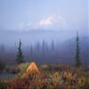 Posterazzi DPI2143747LARGE Poster Print by Fog In The Background Denali National Park Alaska, (34 x 22) view 1