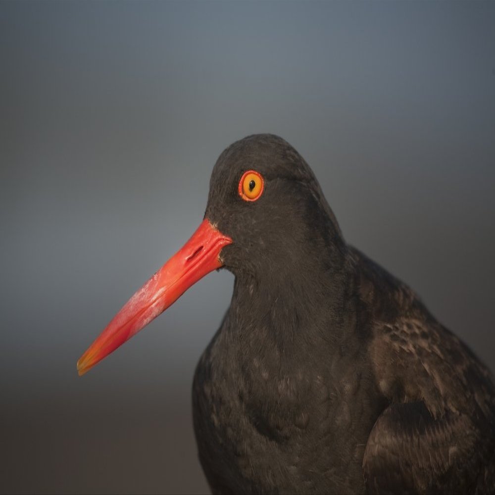 Posterazzi Close Up Portrait Of A Black Oystercatcher Prince William Sound Southcentral Alaska Summer Poster Print, (34 x 22)
