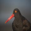 Posterazzi Close Up Portrait Of A Black Oystercatcher Prince William Sound Southcentral Alaska Summer Poster Print, (34 x 22) view 1