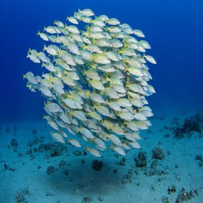Posterazzi USA Bluestripe Snapper (Lutjanus Kasmira) Hawaii Poster Print, (34 x 22)