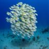 Posterazzi USA Bluestripe Snapper (Lutjanus Kasmira) Hawaii Poster Print, (34 x 22) view 1