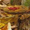 Posterazzi Mushroom With Leaf On It Algonquin Provincial Park Ontario. Poster Print, (22 x 34) view 1