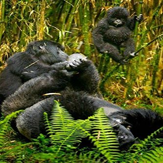Posterazzi Rwanda Silverback Mountain Gorillas Poster Print by Ralph H. Bendjebar, (18 x 24)