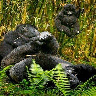 Posterazzi Rwanda Silverback Mountain Gorillas Poster Print by Ralph H. Bendjebar, (18 x 24)