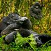 Posterazzi Rwanda Silverback Mountain Gorillas Poster Print by Ralph H. Bendjebar, (18 x 24) view 1