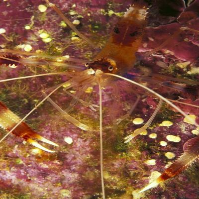 Posterazzi Hawaii Banded Coral Shrimp (Stenopus Hispidus) Close-Up Magnified View D1811 Poster Print, (12 x 19)