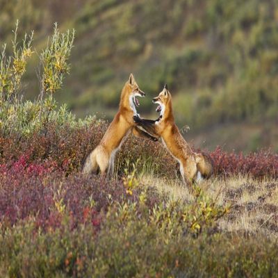 Posterazzi Two Foxes Near The Top Of Polychrome Pass In Denali National Park Play With Each Other Interior Alaska Autumn Poster Print, (34 x 22)