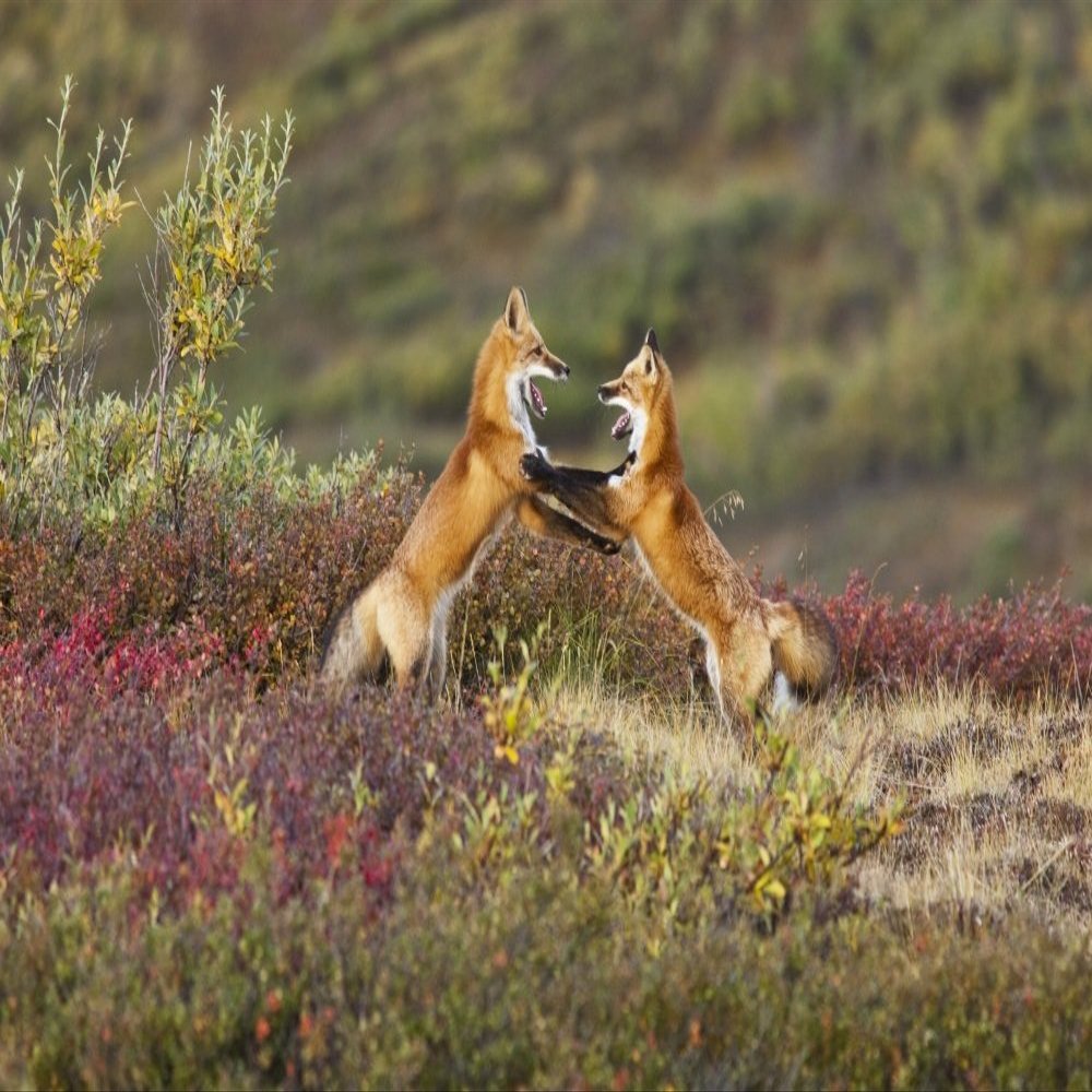 Posterazzi Two Foxes Near The Top Of Polychrome Pass In Denali National Park Play With Each Other Interior Alaska Autumn Poster Print, (34 x 22)