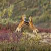 Posterazzi Two Foxes Near The Top Of Polychrome Pass In Denali National Park Play With Each Other Interior Alaska Autumn Poster Print, (34 x 22) view 1