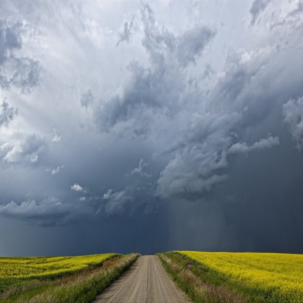 Posterazzi Storm clouds gather over a sunlit canola field and road Alberta Canada Poster Print, (17 x 11)