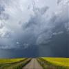 Posterazzi Storm clouds gather over a sunlit canola field and road Alberta Canada Poster Print, (17 x 11) view 1