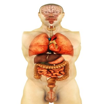Posterazzi Anatomy of human body showing whole organs front view Poster Print, (22 x 35)